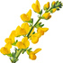 Scotch broom
